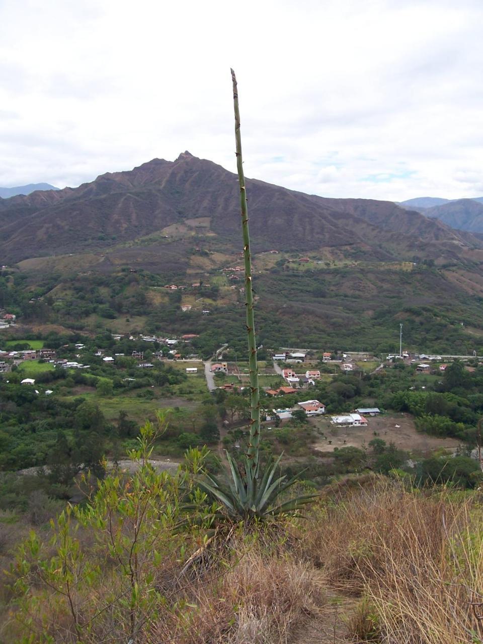 Rumi Wilco Ecolodge & Nature Reserve-Cabanas & Camping Vilcabamba Exterior photo